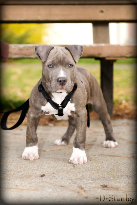 blue nose pit bull  donstanley  deviantart