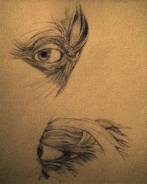 Anatomia miesni oka by Baniak9 on DeviantArt