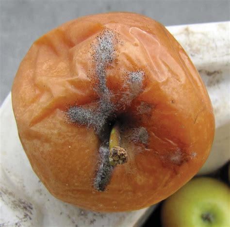 cherry fruit rot  nicholas mckillop blog