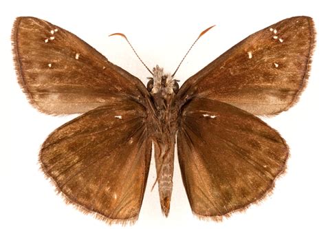 Species Page: Horace’s Duskywing (Erynnis horatius) – Nebraska