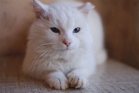 Русская белая кошка - картинки и фото koshka.top