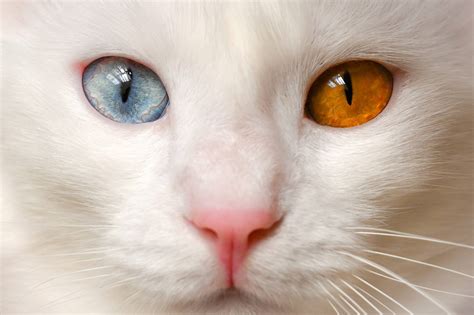 ‘A Van cat for every home’ saves the breed from extinction – Middle