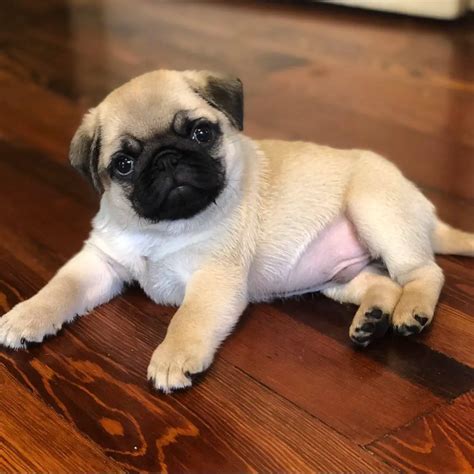15 Adorable Photos Of Pug Puppies With Pure Beauty - ilovedogscute.com