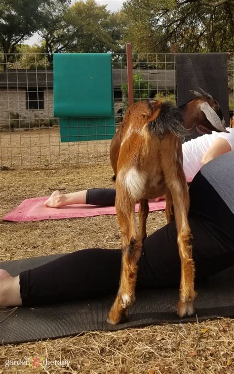 That Time I Went to Baby Goat Yoga in Texas - Garden Therapy