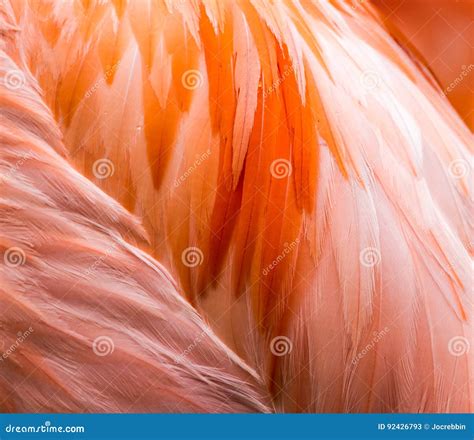 Pink Flamingo Feather Close Up Stock Image - Image of closeup, numerous ...
