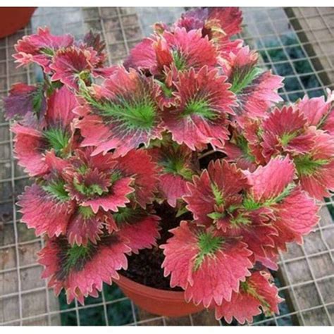 B1 Coleus Rare Varieties Seeds Hybrid Bonsai Thainland 100+ Varieties ...