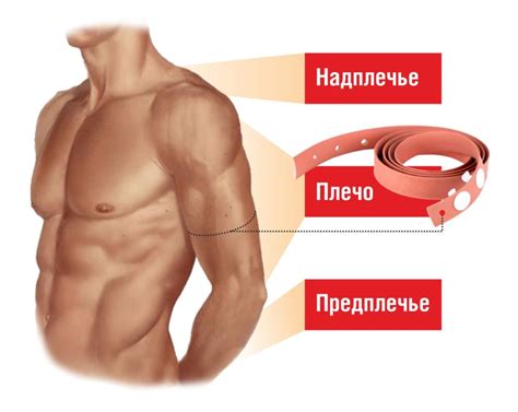 Показать плечо и предплечье человека на картинке
