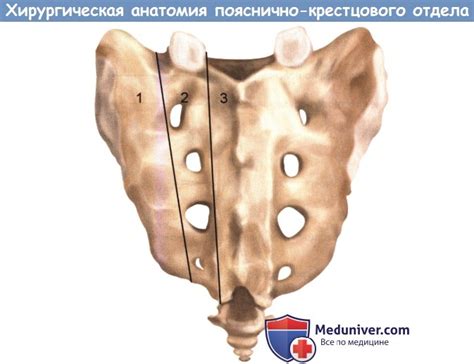 Хирургическая анатомия пояснично-крестцового сочленения позвоночника