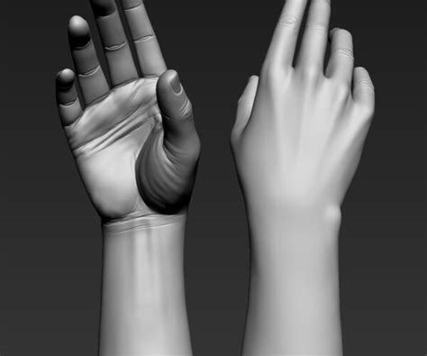 ArtStation - Hand Anatomy Reference ztool | Resources