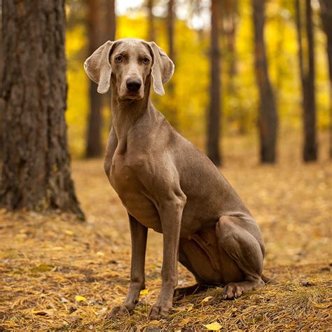 Weimaraner Hunting Deer