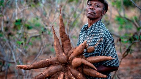start cassava farming  nigeria   money owogram