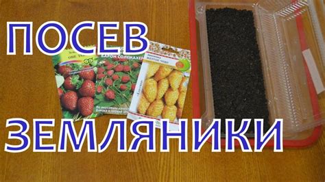 Посев земляники на рассаду - детальная инструкция для начинающего дачника