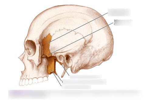 Sphenoid Bone- Lateral View Diagram | Quizlet