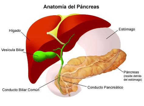 Anatomía Del Páncreas : Anatomía y fisiología del páncreas – KWZNZE