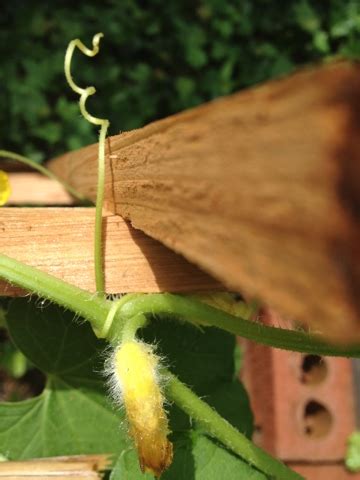 Patch Market : Chipmunk Fence