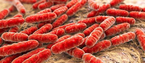 bacillus reclassification keeping   microbial taxonomy