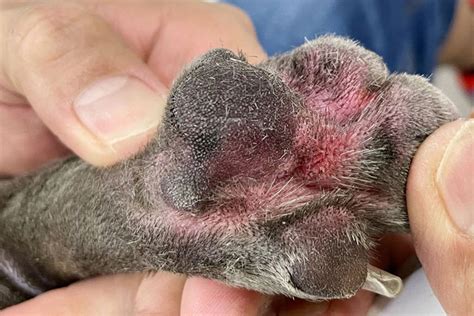 Dog Itching At Night - 6 Proven Causes & Measures