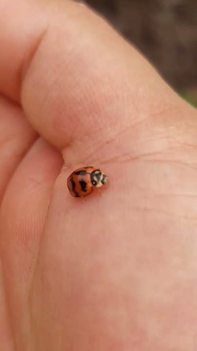 kumbang lembing kumbang kepik ladybird  youtube nature unik