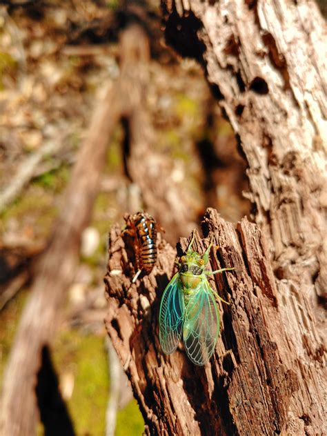 🔥 The cicadas are starting to come out and my students found a freshly