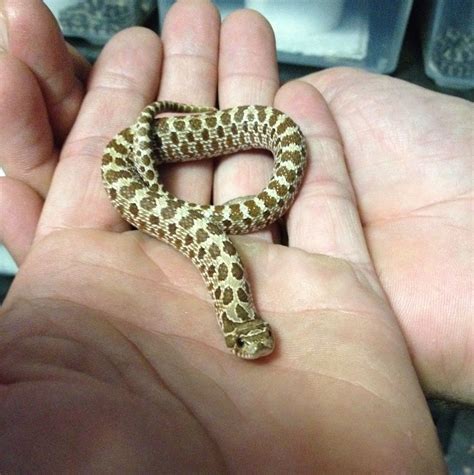 Baby Snake