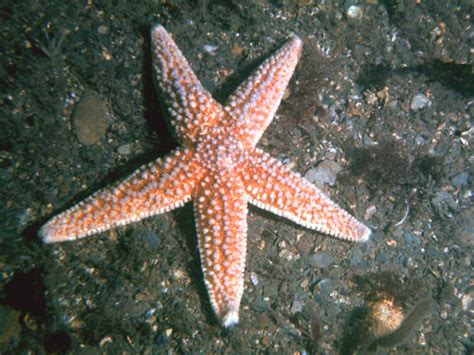 Common starfish (Asterias rubens) - MarLIN - The Marine Life ...