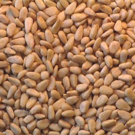 pine nut   price   delhi  sunloc foods id