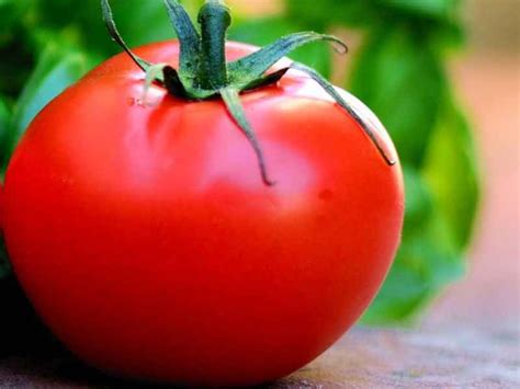 Томат Афродита F1: характеристика, описание сорта | Tomato seeds ...
