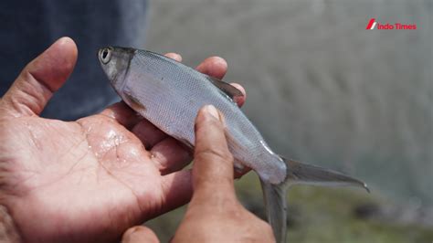 umpan ikan bandeng  jitu  meningkatkan hasil tangkapan