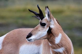 Great Basin Desert | Location, Animals & Plants | Study.com