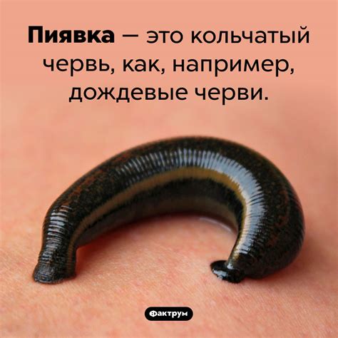 Пиявки — это черви