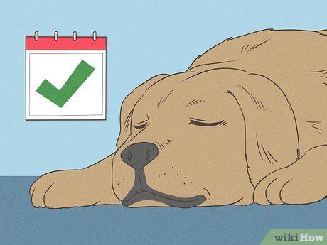 how to get a dog to stop eating cat poop