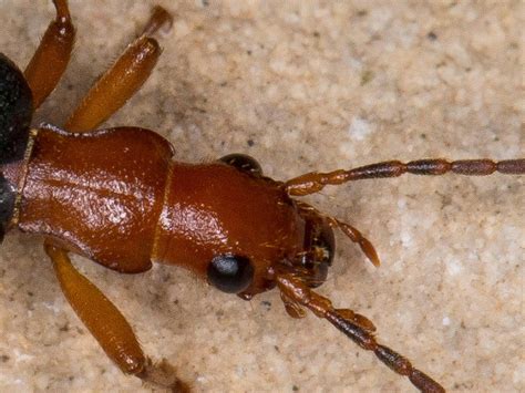 Bombardier Beetle Side View Of Model Of Black And Yellow Bombardier