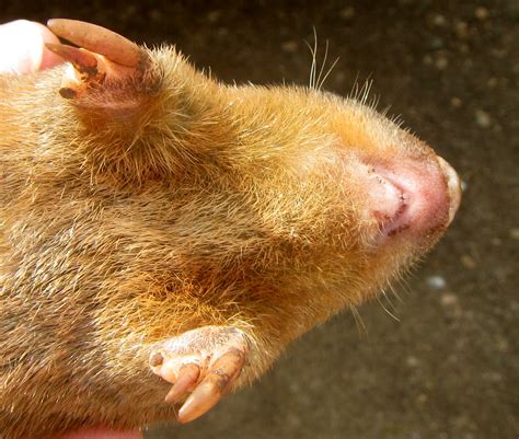 golden mole rat wallpapers wallpaper cave