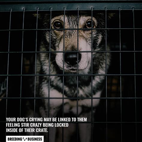 Dog Crying In Crate – Causes, Training, When To Worry & FAQ