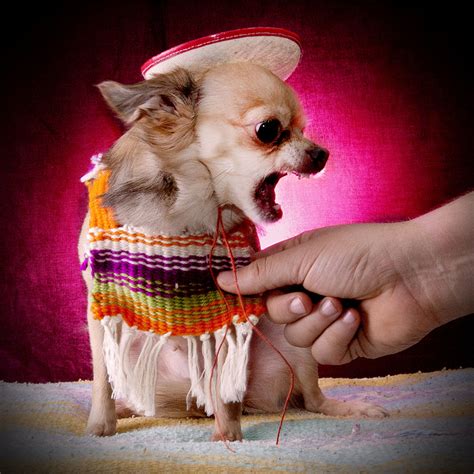 No touches the poncho! : r/Chihuahua