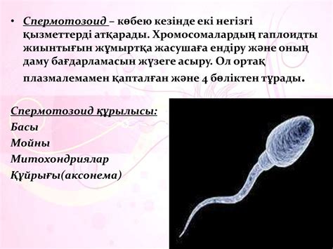 Жынысты көбею. Мейоз, оның биологиялық маңызы - презентация онлайн