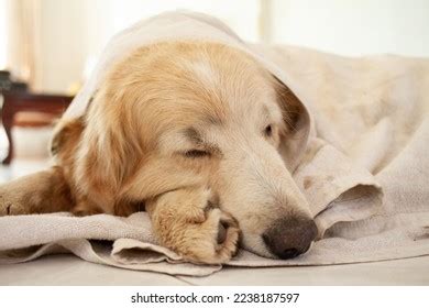 Golden Retriever Sleeping His Trusty Blanket Stock Photo 2238187939 ...