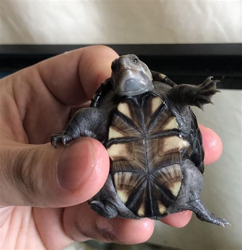 What kind of mud turtle is this? : r/turtles