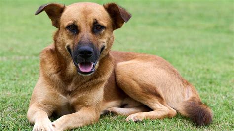 Africanis Dog Breed » Everything About Africanis