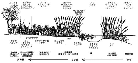 日本財団図書館（電子図書館） 水辺の植物群落を探る?荒川中・下流域における河畔植生の組成・構造とその環境要因?
