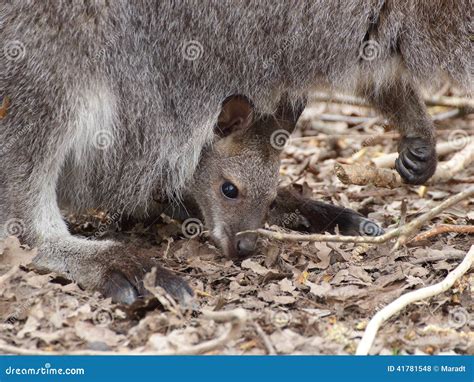 Kangaroo With Baby Royalty-Free Stock Image | CartoonDealer.com #969868