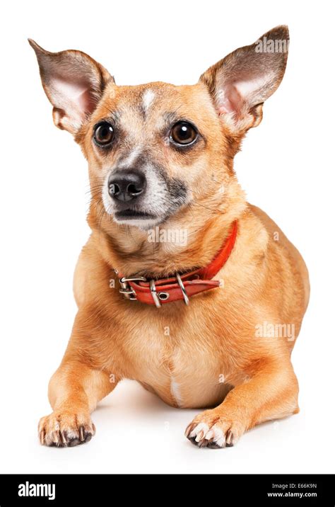Russian toy terrier mini dog hi-res stock photography and images - Alamy