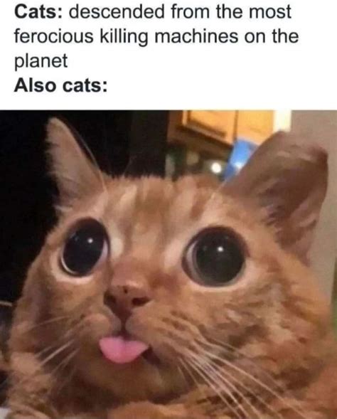 hilarious crying cat memes      tearsof laughter