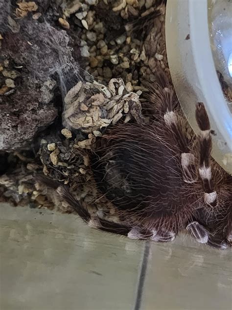 Does anyone know why is there a white patch on my T's butt? : r/tarantulas