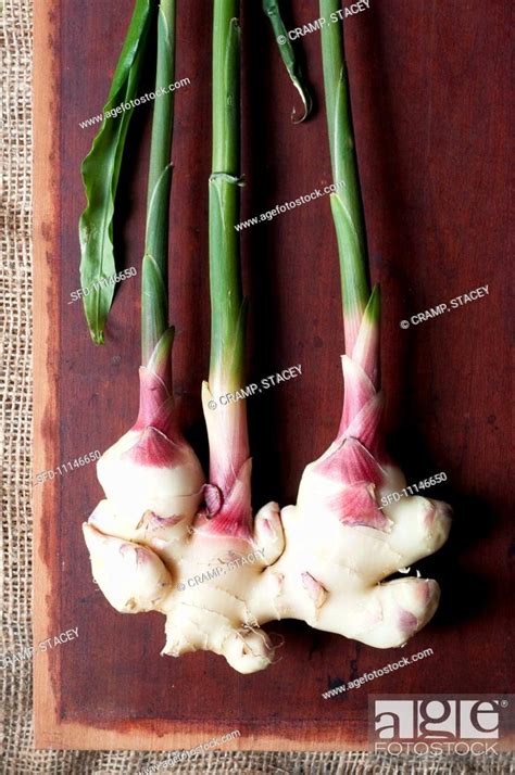 Fresh Ginger Root, Stock Photo, Picture And Rights Managed Image. Pic ...