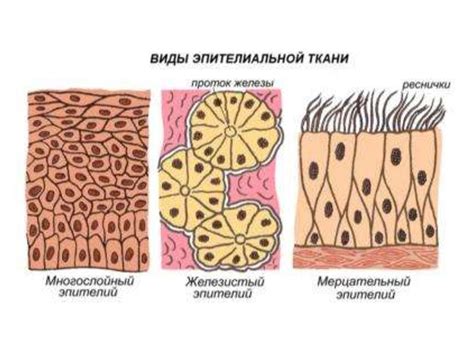 Введение в анатомию человека - презентация онлайн