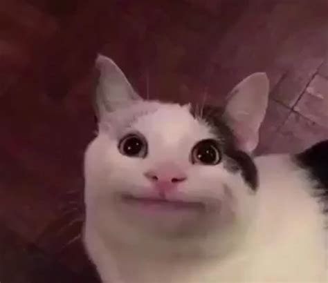 Awkward Cat Blank Template - Imgflip