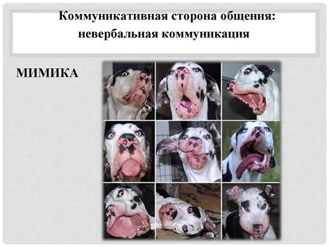 Общение. Коммуникативная сторона - презентация онлайн