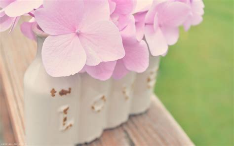 pink hydrangea wallpaper 1