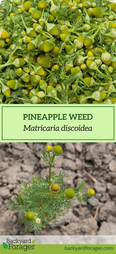 Pineapple Weed: Fragrant, Sweet, and Delicious - Backyard Forager